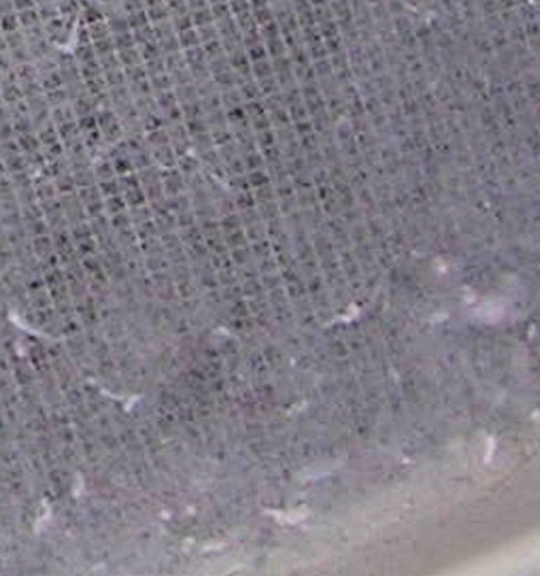 Lint accumulating on a clothes dryer lint screen; photo BD2412 via Wikimedia Commons